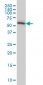 TROVE2 Antibody (monoclonal) (M03)